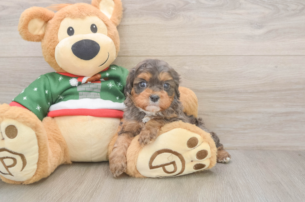 5 week old Cavapoo Puppy For Sale - Premier Pups
