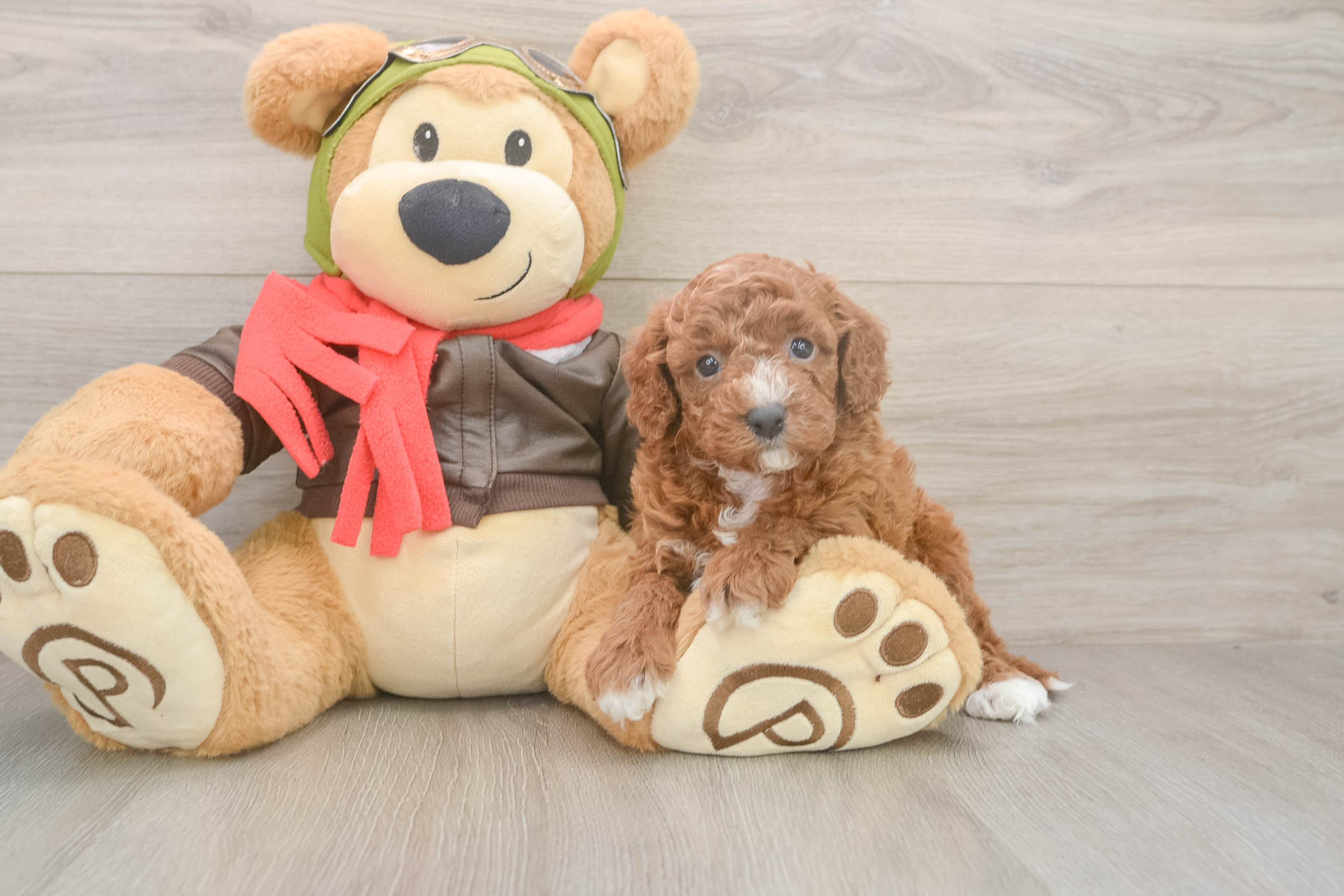 Adorable Cavalier King Charles Spaniel and Poodle Mix Poodle Mix Puppy