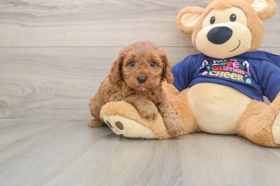 Funny Cavapoo Poodle Mix Pup