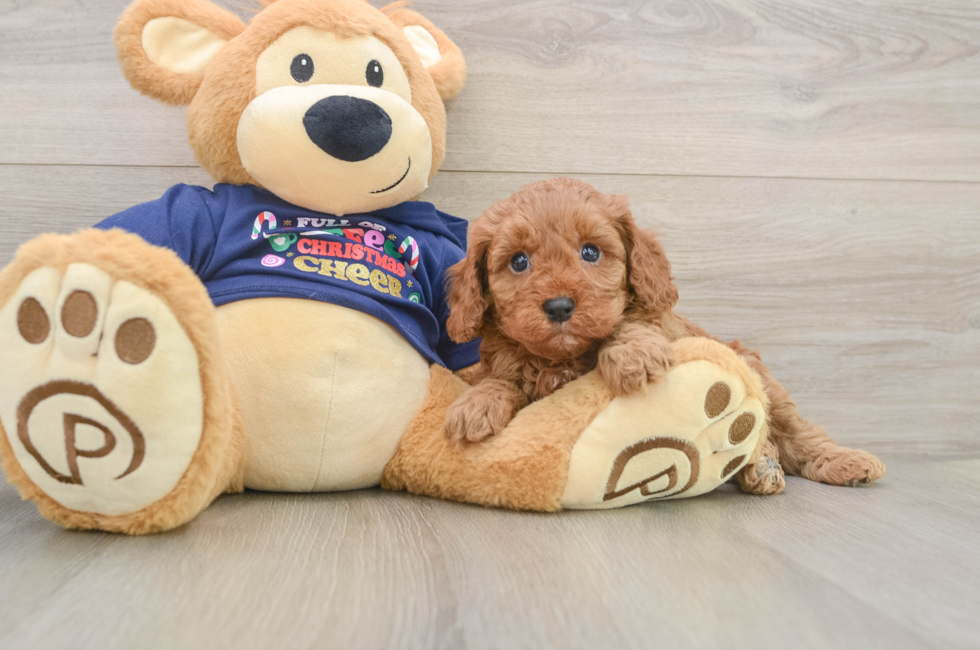 5 week old Cavapoo Puppy For Sale - Premier Pups