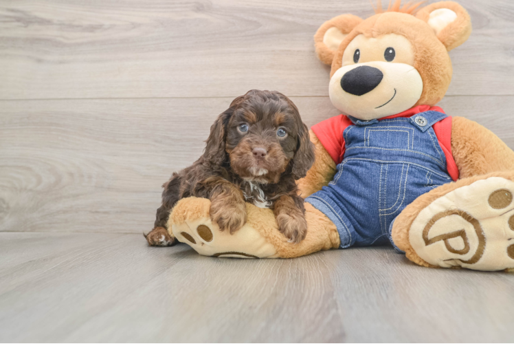 Small Cavapoo Baby