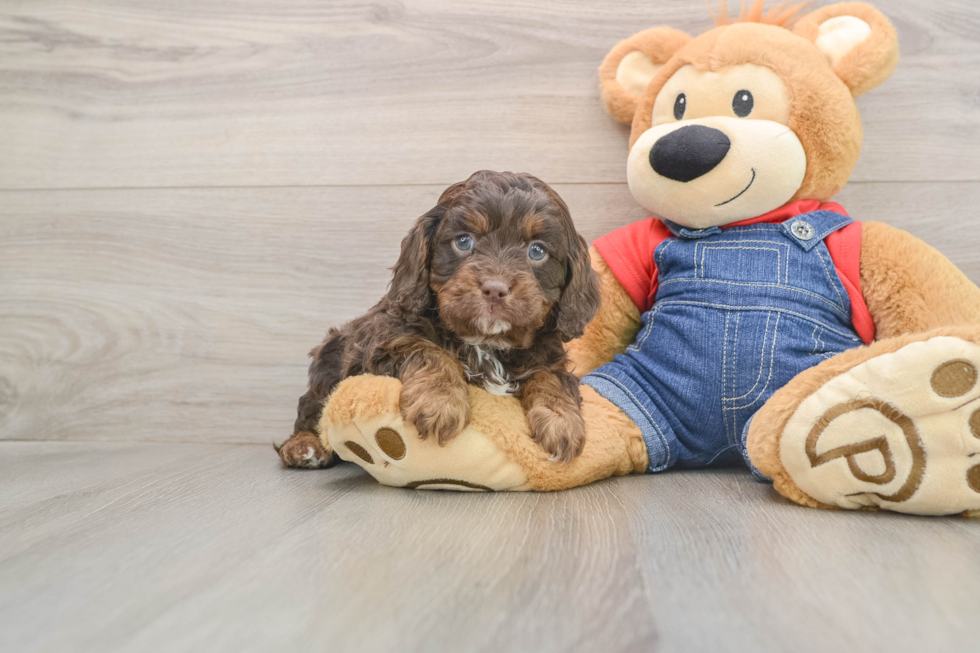 Small Cavapoo Baby