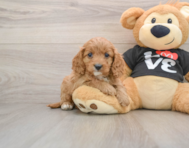 8 week old Cavapoo Puppy For Sale - Premier Pups