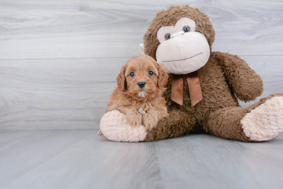 Best Cavapoo Baby