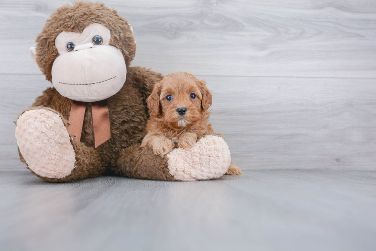 Best Cavapoo Baby