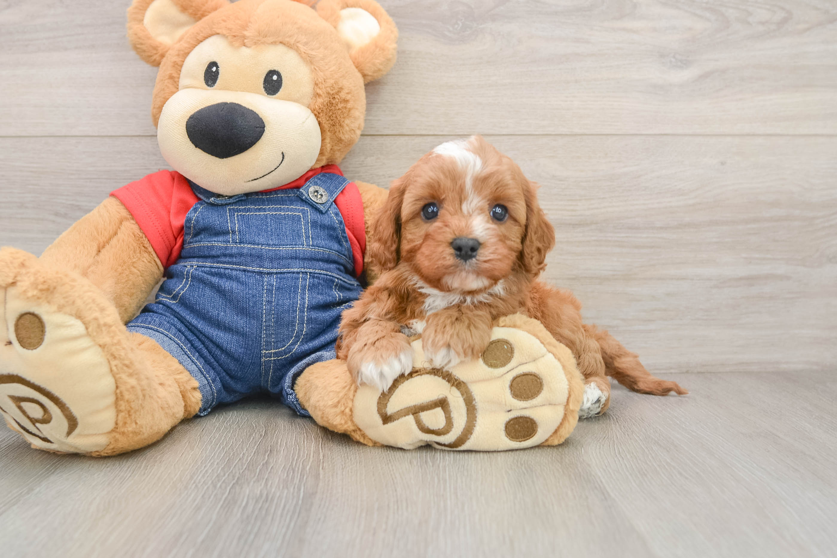 Cute Cavapoo Baby