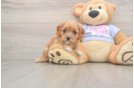 Playful Cavapoodle Poodle Mix Puppy