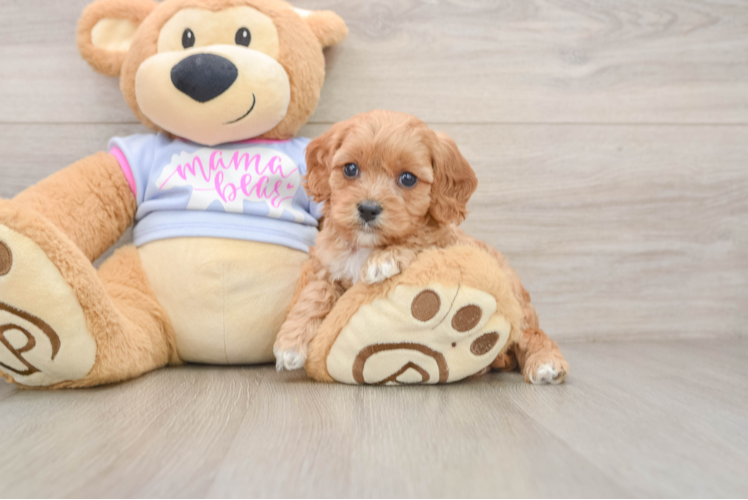 Hypoallergenic Cavadoodle Poodle Mix Puppy