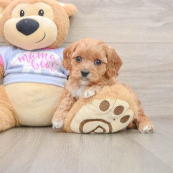 Hypoallergenic Cavadoodle Poodle Mix Puppy