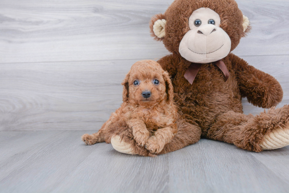 Energetic Cavoodle Poodle Mix Puppy