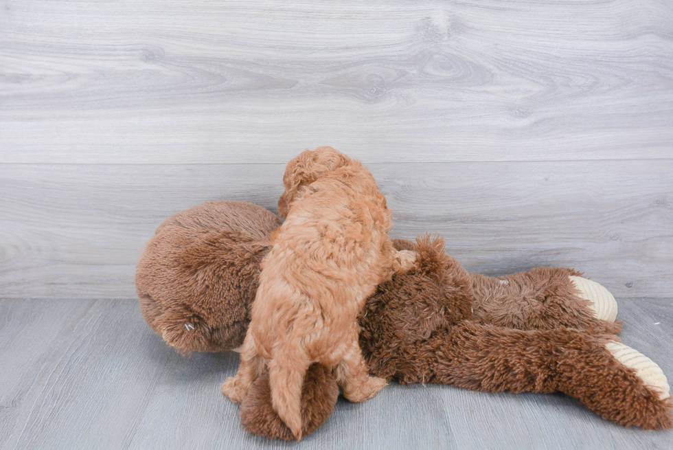 Playful Cavoodle Poodle Mix Puppy