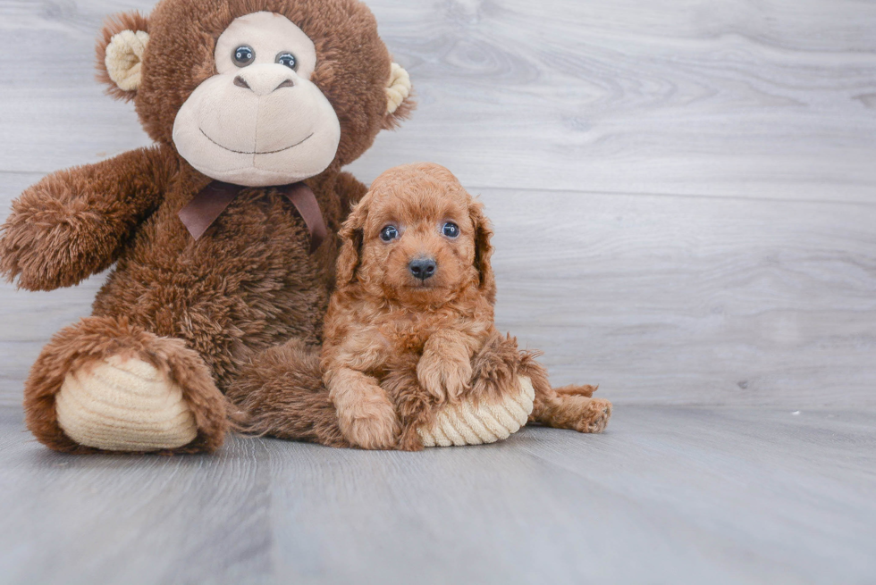 Hypoallergenic Cavoodle Poodle Mix Puppy