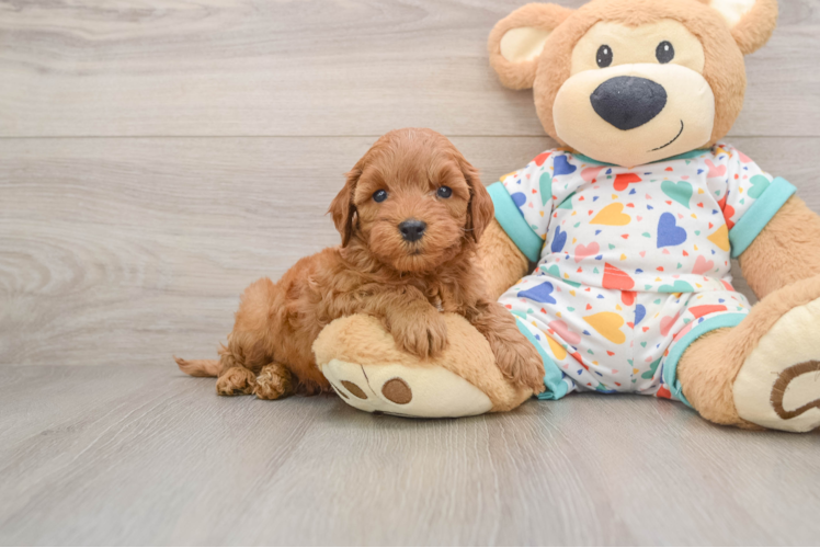 Little Cavipoo Poodle Mix Puppy