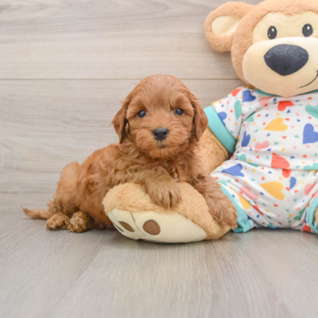 Little Cavipoo Poodle Mix Puppy