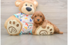 Cavapoo Puppy for Adoption