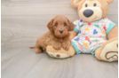 Petite Cavapoo Poodle Mix Pup