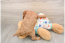 Energetic Cavoodle Poodle Mix Puppy