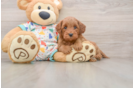 Cavapoo Pup Being Cute