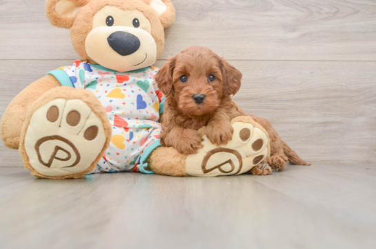 Cavapoo Pup Being Cute