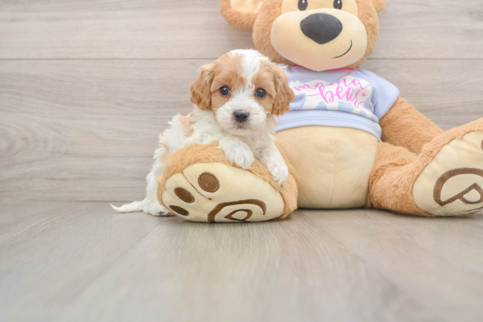 Cavapoo Puppy for Adoption