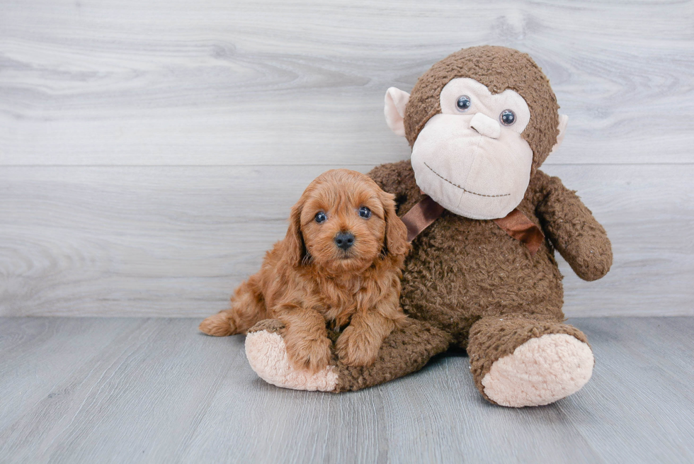 Best Cavapoo Baby