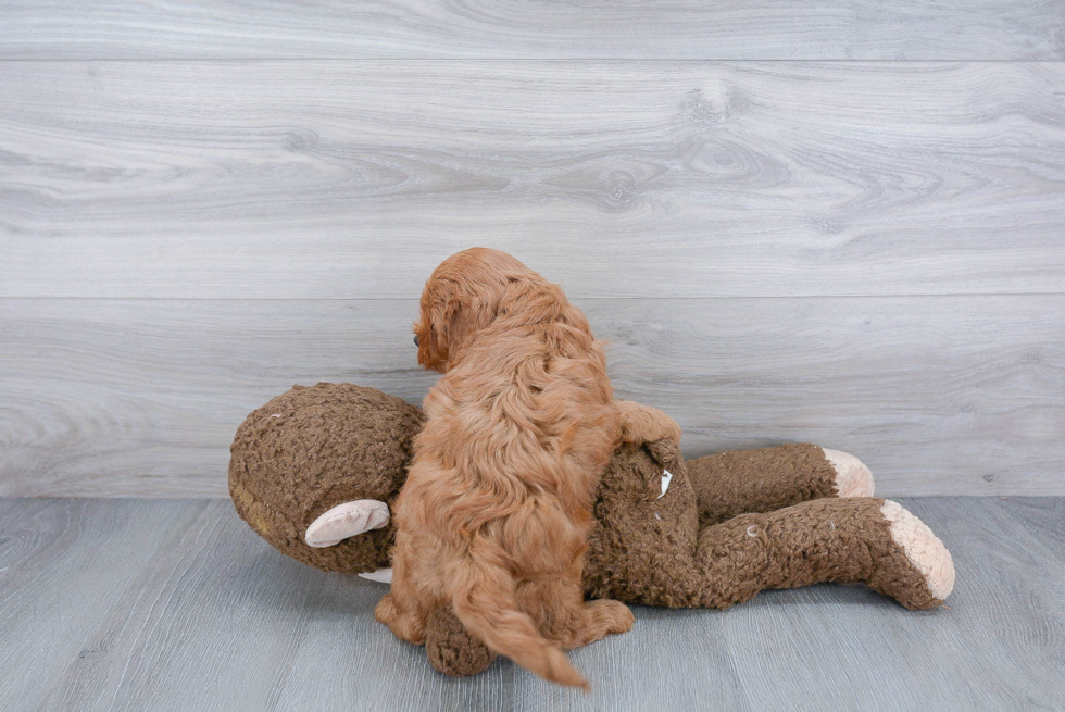 Small Cavapoo Baby