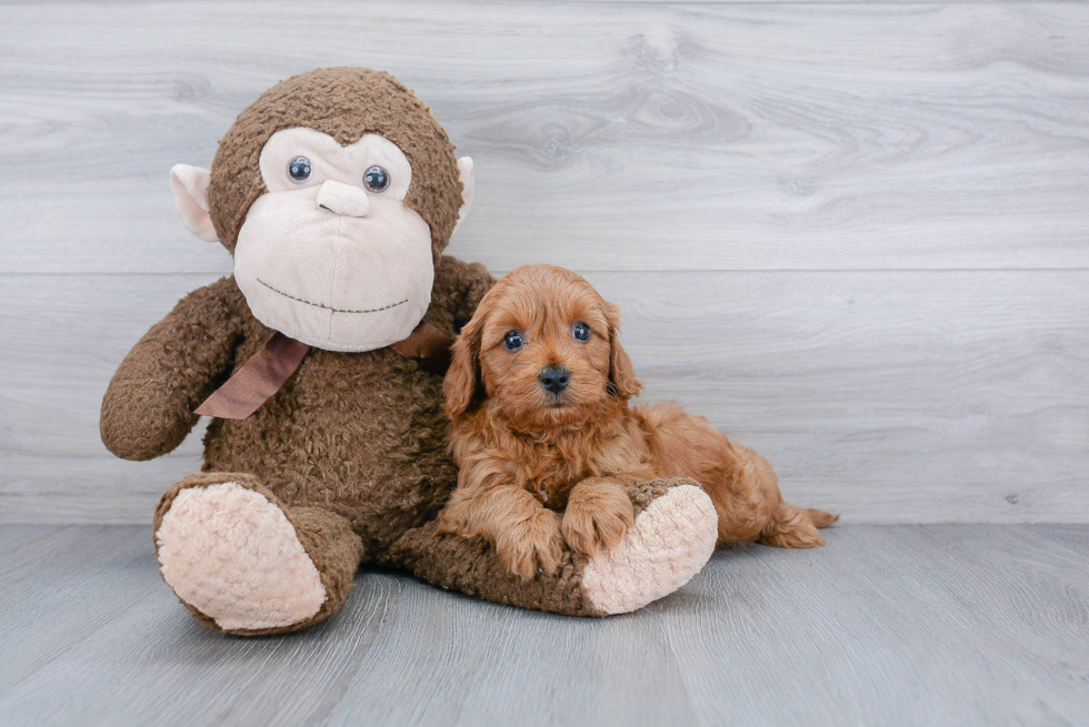 Cavapoo Puppy for Adoption