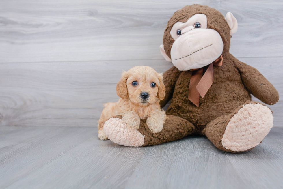 Sweet Cavapoo Baby