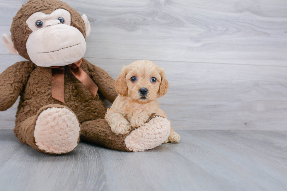 Cavapoo Puppy for Adoption