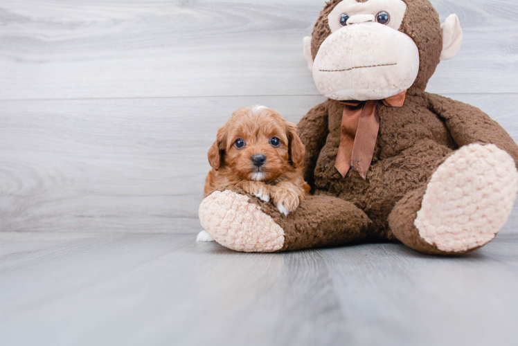 Small Cavapoo Baby