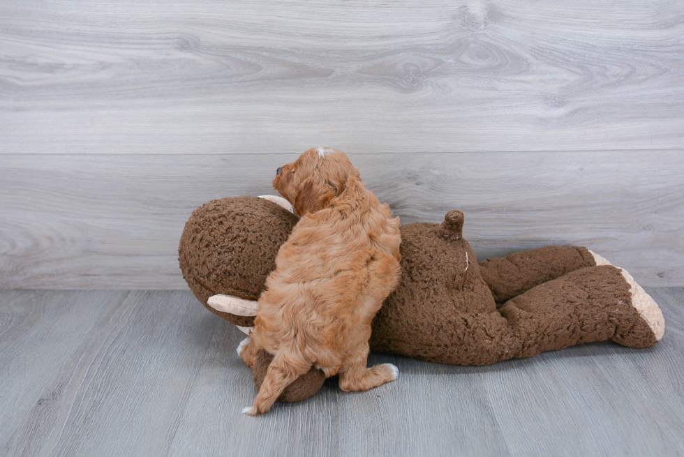 Little Cavoodle Poodle Mix Puppy