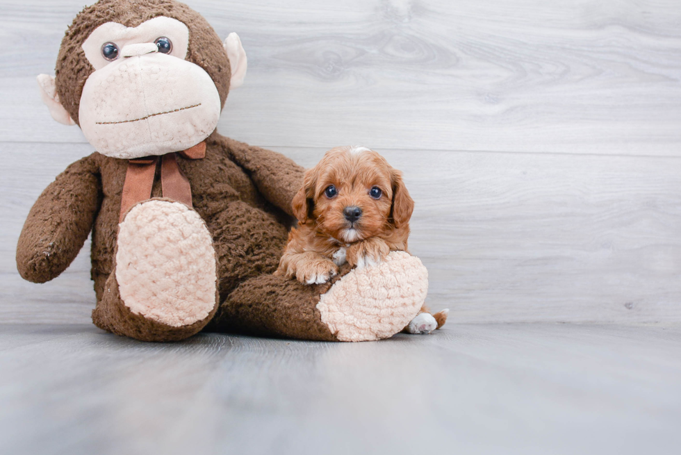 Small Cavapoo Baby