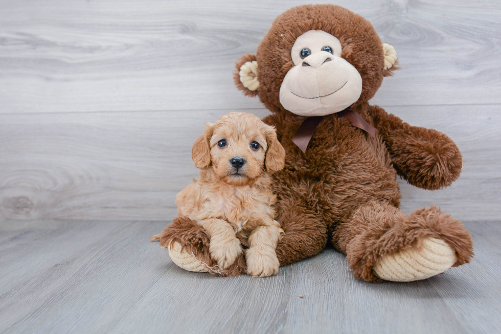 Adorable Cavoodle Poodle Mix Puppy