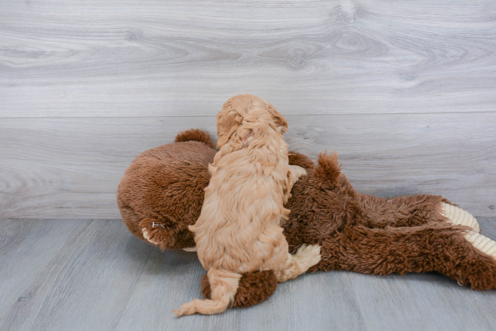 Energetic Cavoodle Poodle Mix Puppy