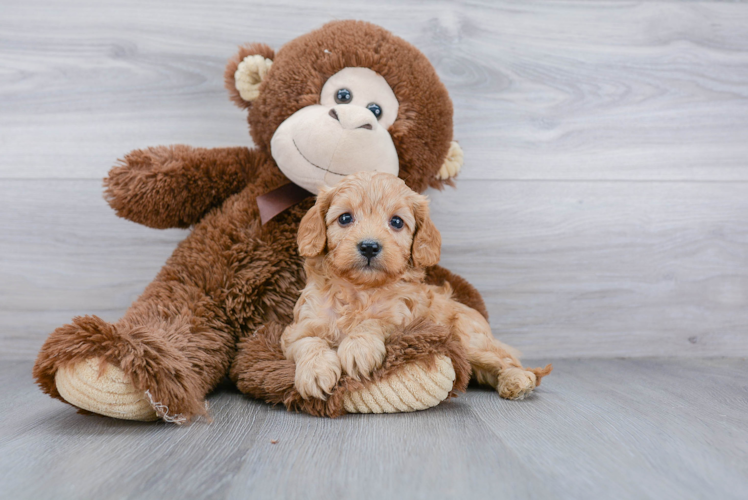 Cavapoo Puppy for Adoption