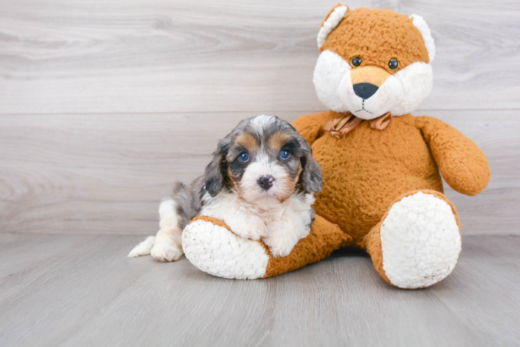 Friendly Cavapoo Baby