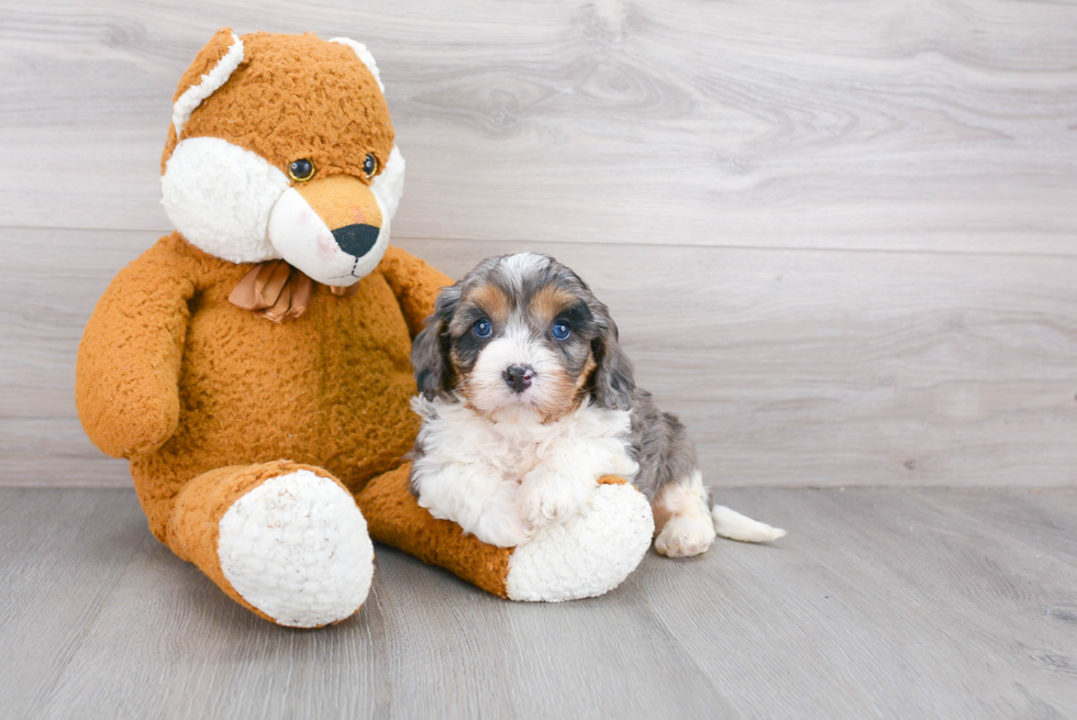 Popular Cavapoo Poodle Mix Pup