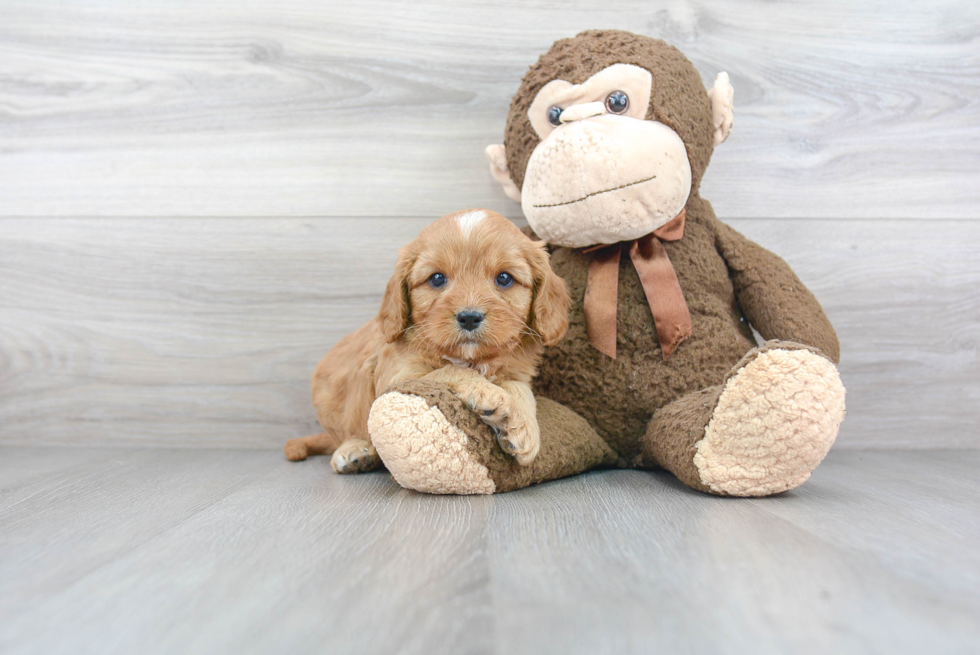 Cavapoo Pup Being Cute