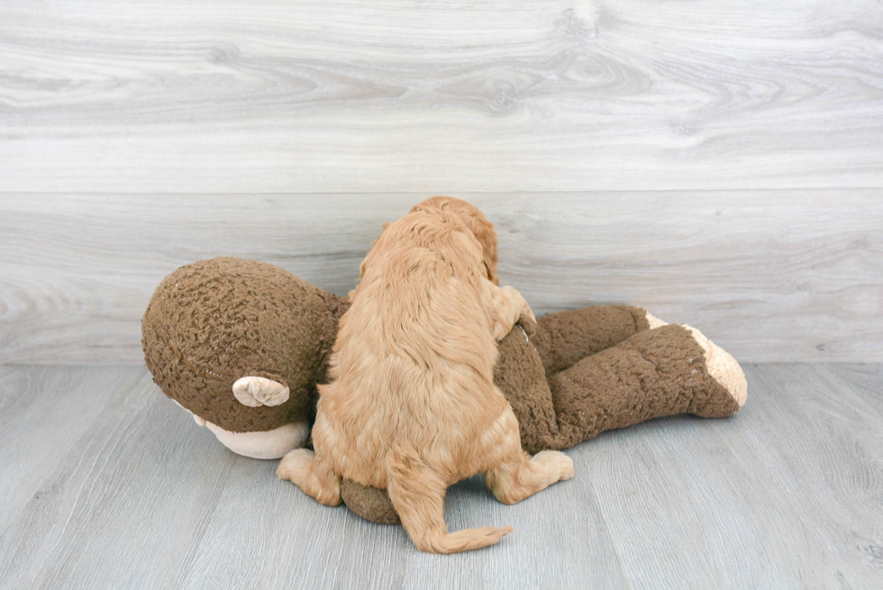 Cavapoo Pup Being Cute