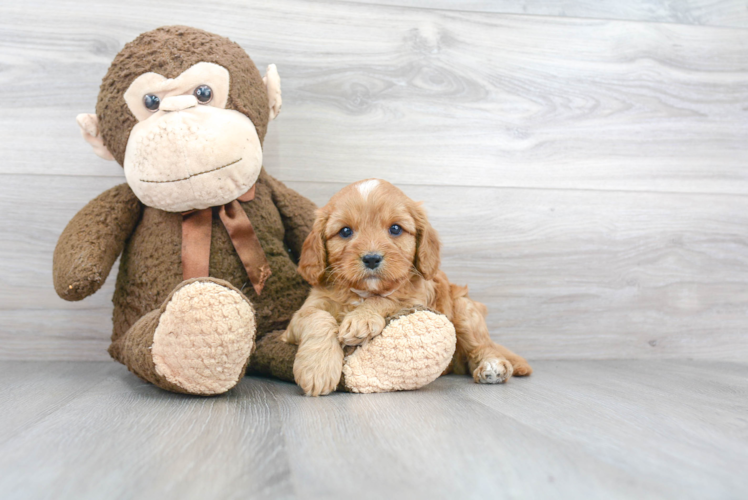 Best Cavapoo Baby