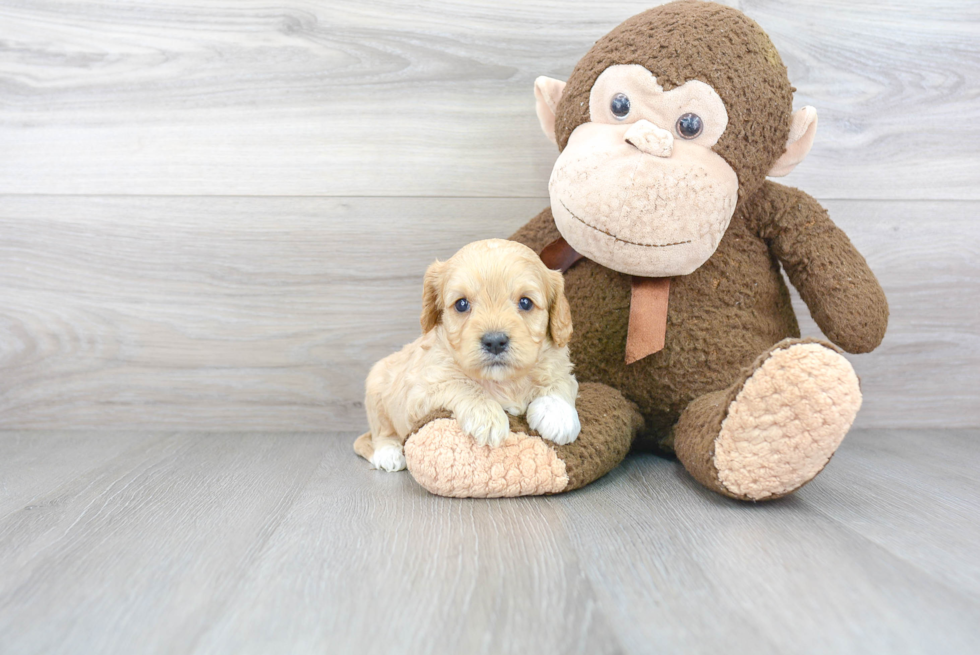 Best Cavapoo Baby