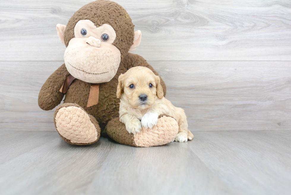 Hypoallergenic Cavoodle Poodle Mix Puppy