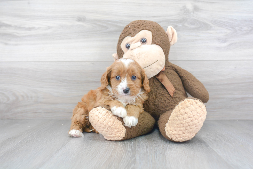 Smart Cavapoo Poodle Mix Pup