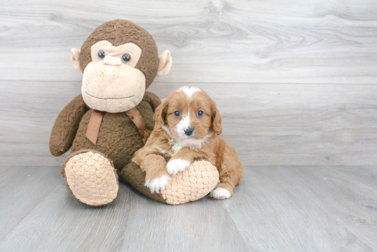 Hypoallergenic Cavoodle Poodle Mix Puppy