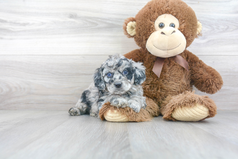 Little Cavoodle Poodle Mix Puppy