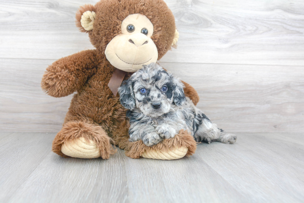 Energetic Cavoodle Poodle Mix Puppy