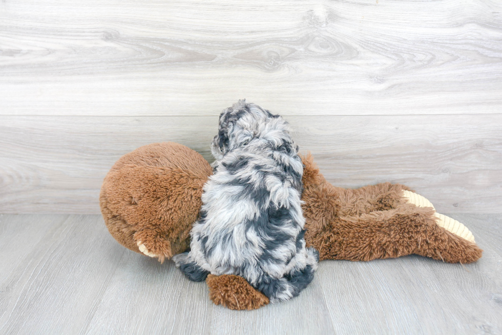 Hypoallergenic Cavoodle Poodle Mix Puppy