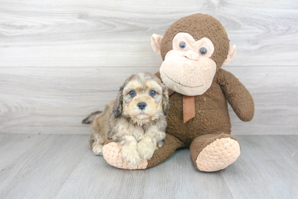 Cavapoo Puppy for Adoption