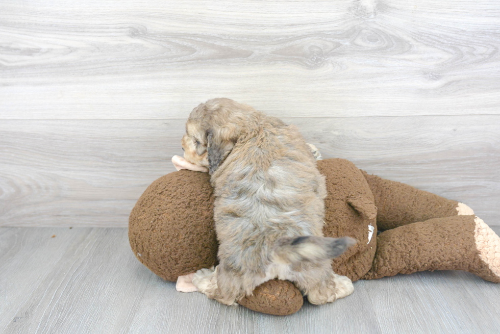 Best Cavapoo Baby