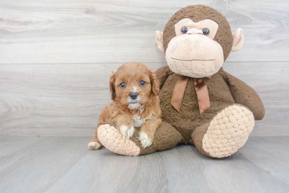 Cavapoo Puppy for Adoption